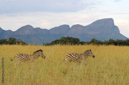 Zebras am Waterberg