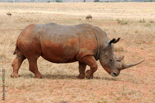 Breitmaulnashorn