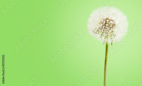 A dandelion on green background