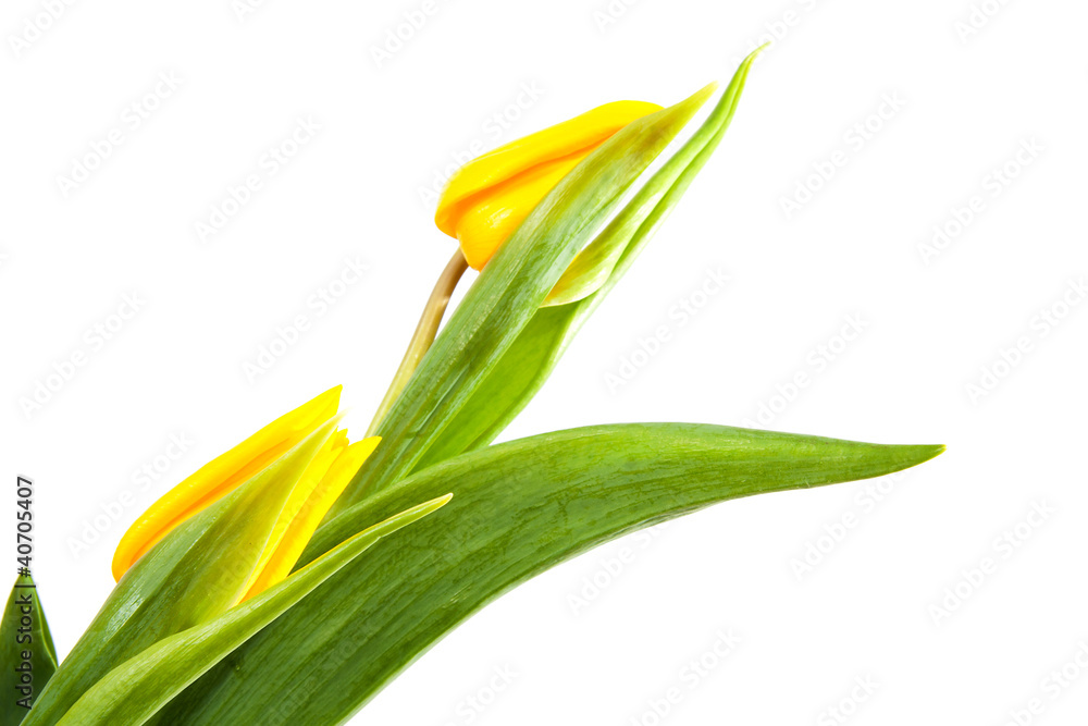 Yellow tulips in closeup Yellow tulips in closeup