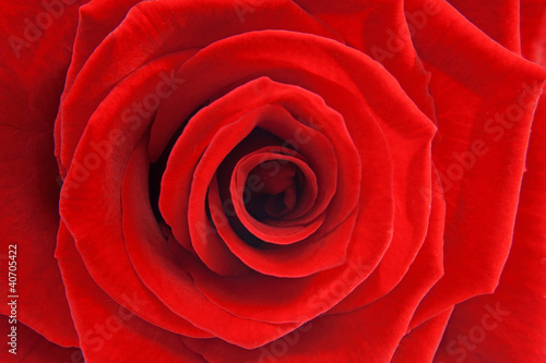 macro of red rose