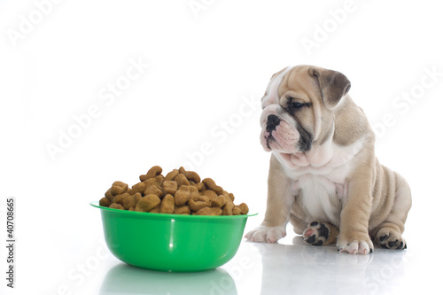 English bulldog puppy with dry food © Tatiana Katsai