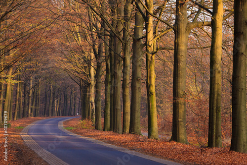 Road with trees in autumn