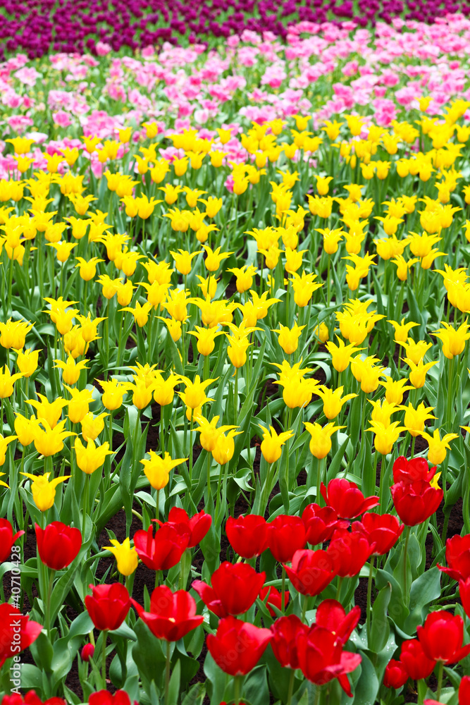 colorful flower field of tulip