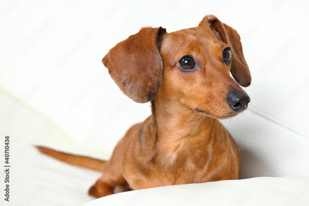 dachshund dog at home on sofa