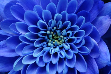 Fototapete Macro Blaue Aster mit zarten Blütenblättern  © fullempty
