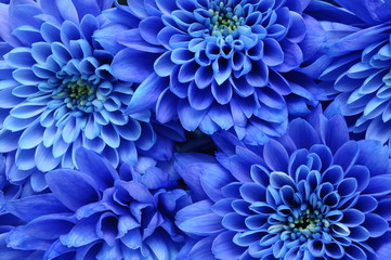 Fototapete Macro Blaue Asternblüte im Sommergarten  © fullempty