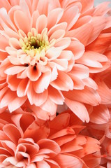 Fototapete Macro Rosa Aster mit zarten Blütenblättern  © fullempty