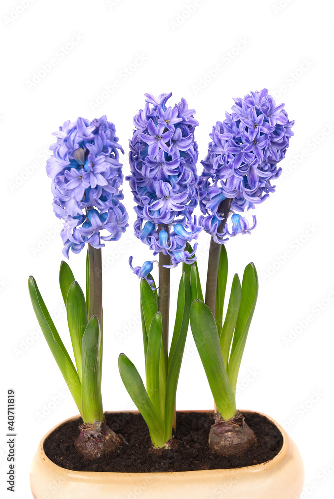 Obraz premium Blue hyacinthes