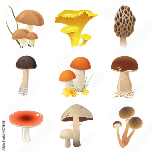 edible mushrooms