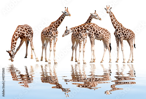 herd of giraffes isolated