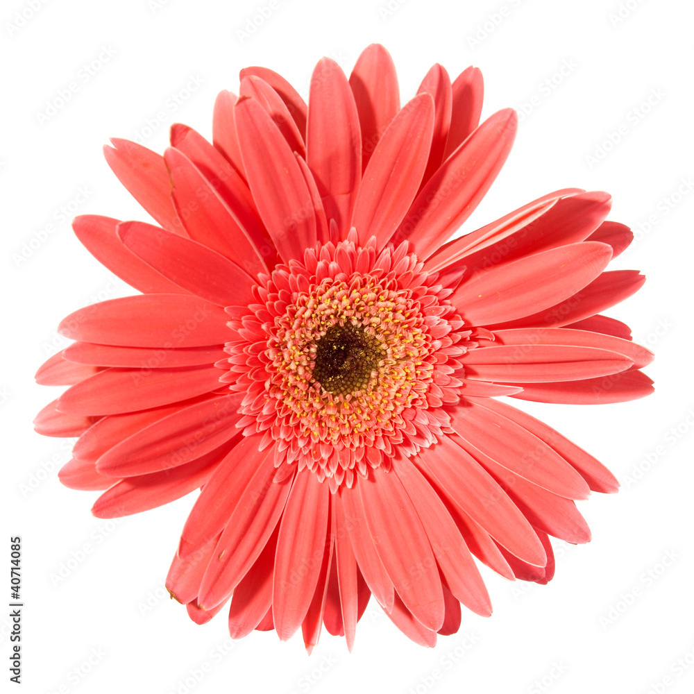 Red flower gerbera