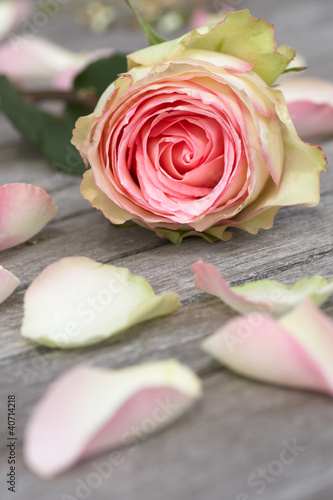 Rose with rose petals