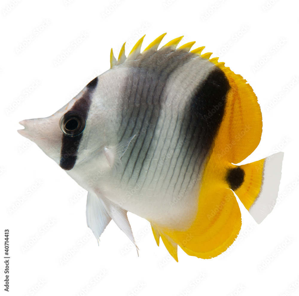 Obraz premium marine fish butterflyfish reef fish on white background
