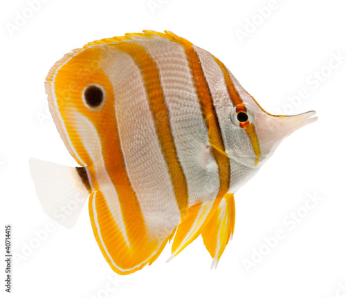 marine fish beak copperband butterflyfish isolated on white photo