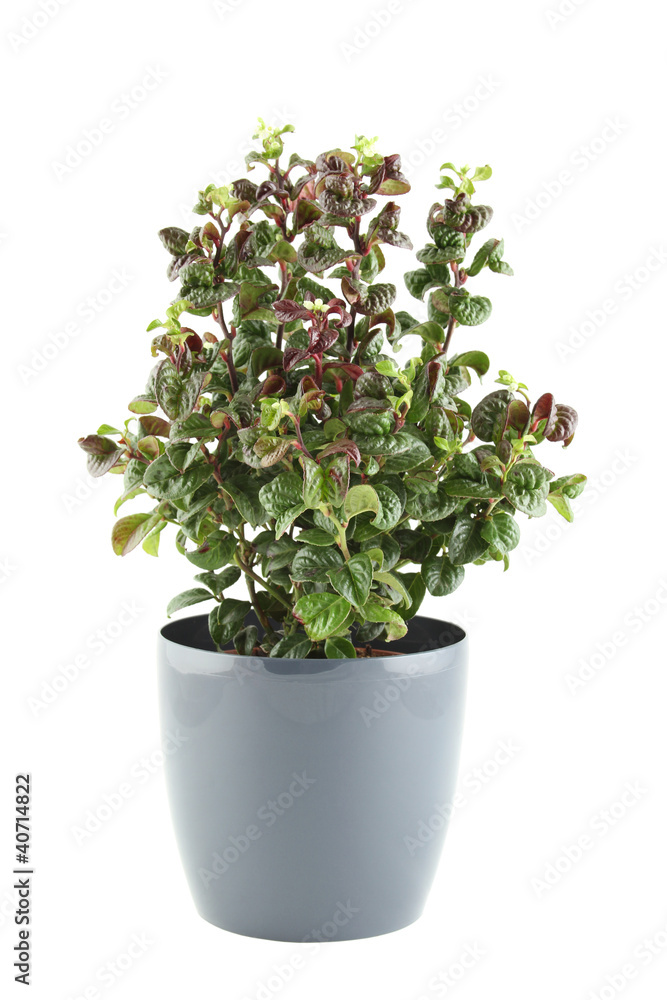 Potted Plant Potted Plant