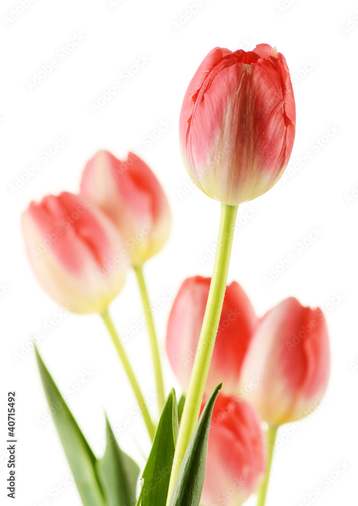 Fototapeta premium Tulips bouquet isolated on white