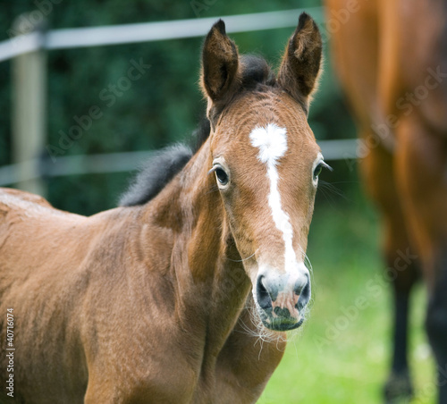 Portrait of oneday old newborn foal photo