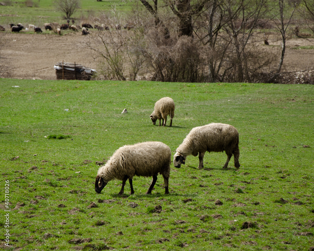 Obraz premium Grazing sheeps