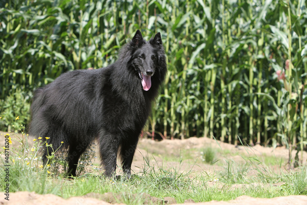 berger belge dans le champ de maïs - groenendael berger belge dans le champ de maïs - groenendael
