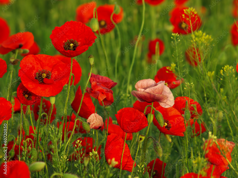 Obraz premium Wild poppies