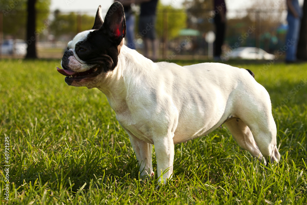 French Bulldog playing fetch in a park.