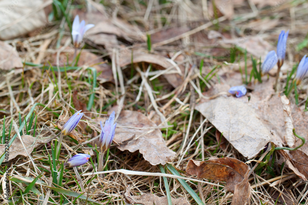 Couple of crocus in forest