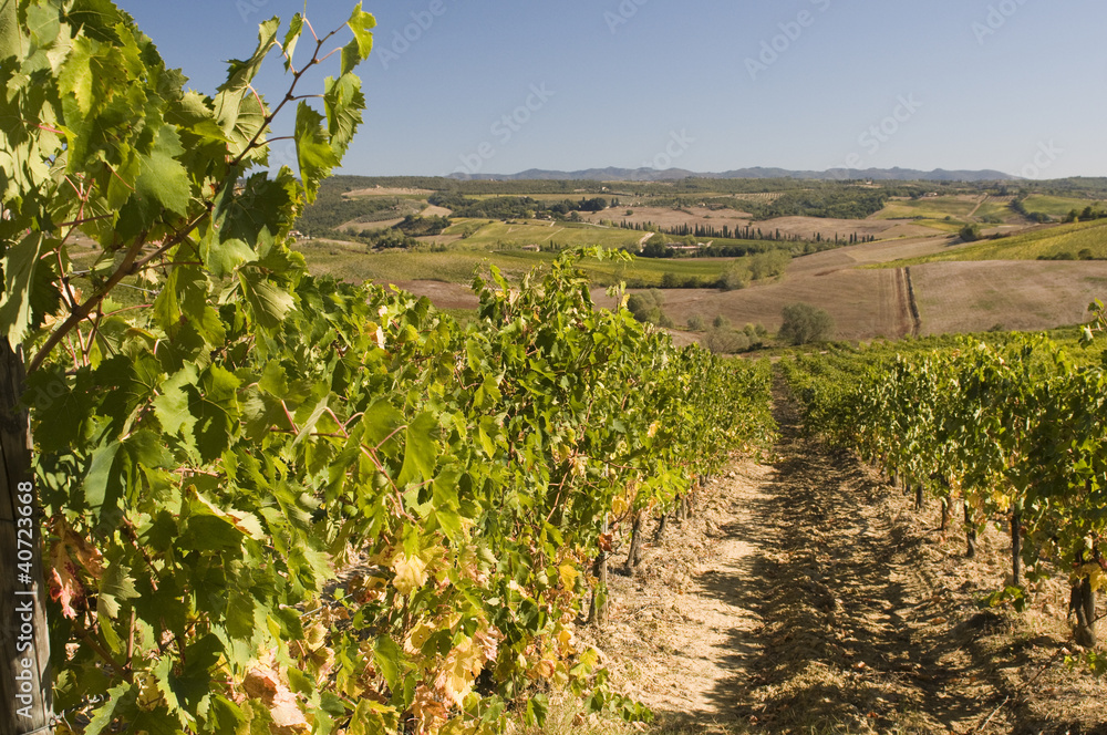 A vineyard in Chianti  Tuscany, Italy
