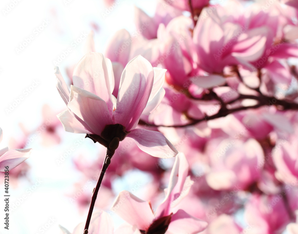 Magnolia tree Magnolia tree