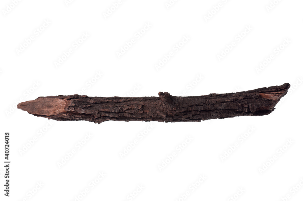 Tree branch Tree branch