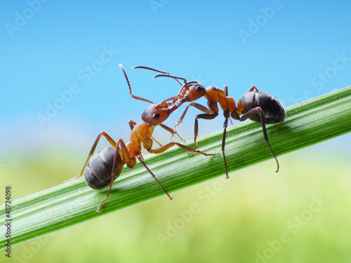two ants, greetings with jaws