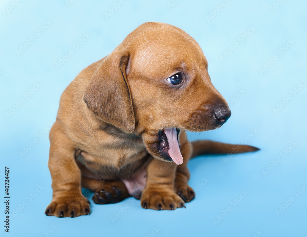 dachshund  puppy