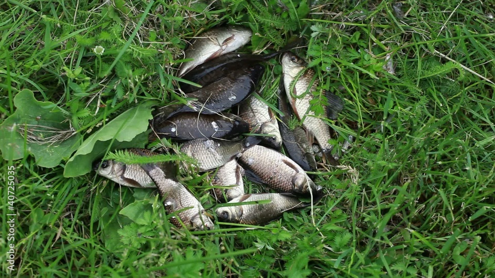 Freshly caught live fishes out of water lying on green grass Freshly caught live fishes out of water lying on green grass