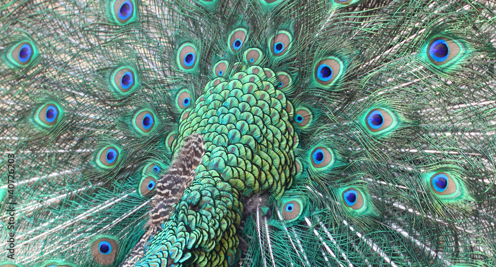 Obraz premium Peacock Feather Background