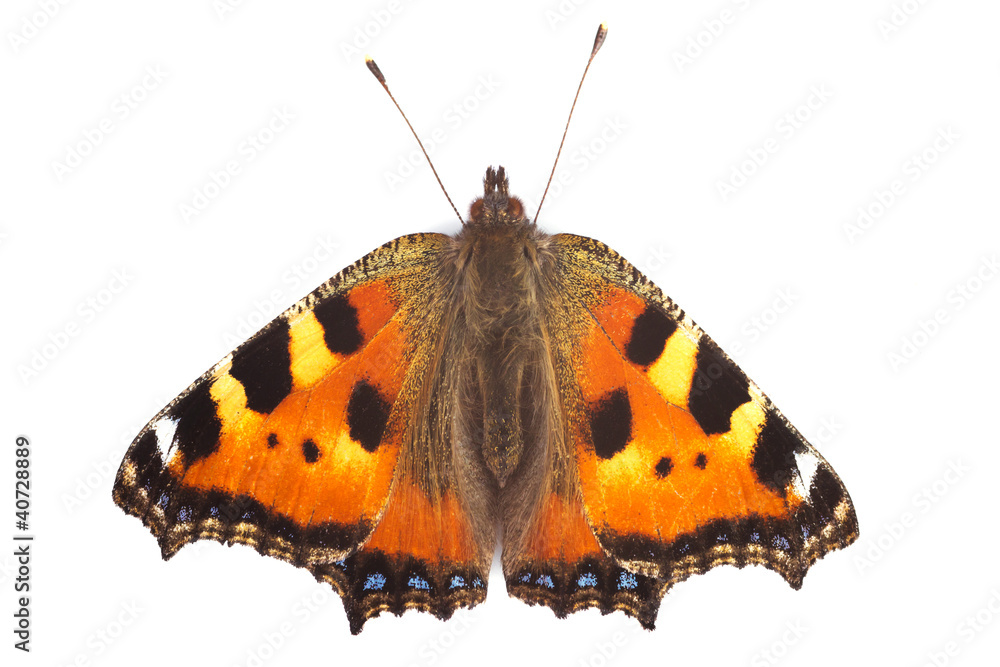 Naklejka premium Schmetterling Kleiner Fuchs