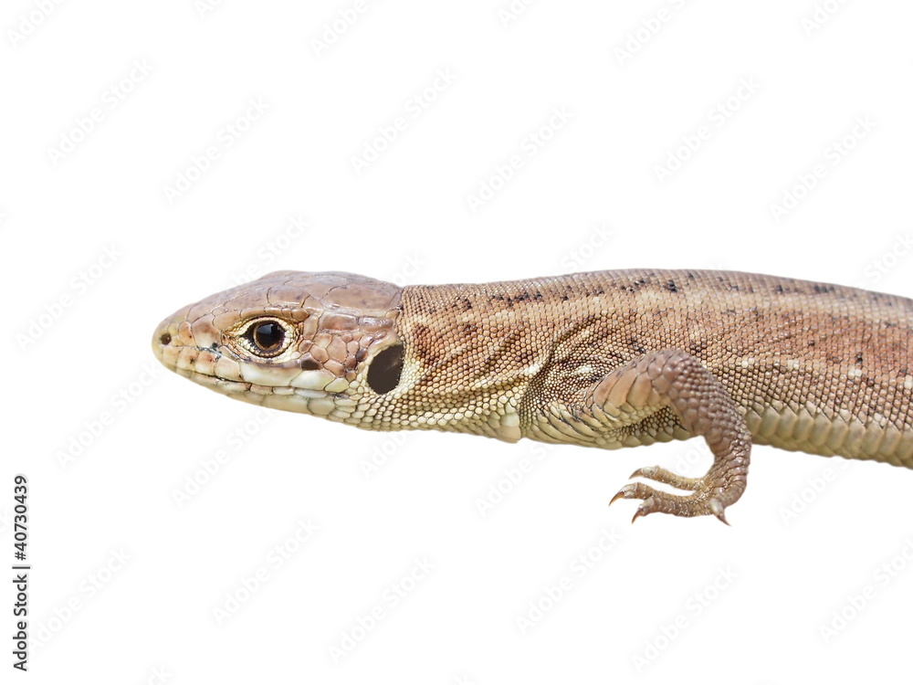 European Green Lizard, juvenile, isolated on white European Green Lizard, juvenile, isolated on white