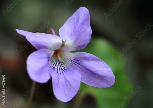 菫Viola mandshurica