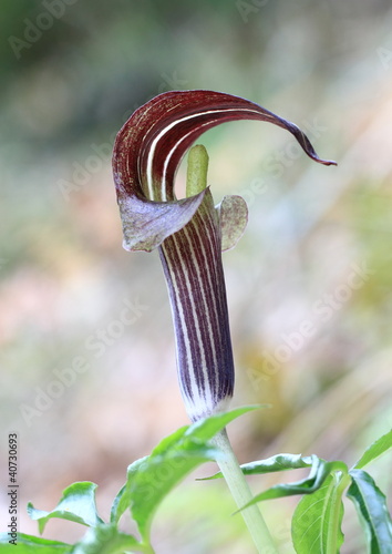 蝮草Arisaema serratum photo