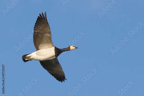 Barnacle Goose © michaklootwijk