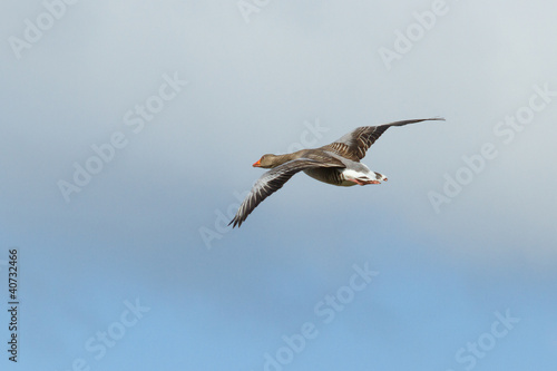 A greylag goose in flight