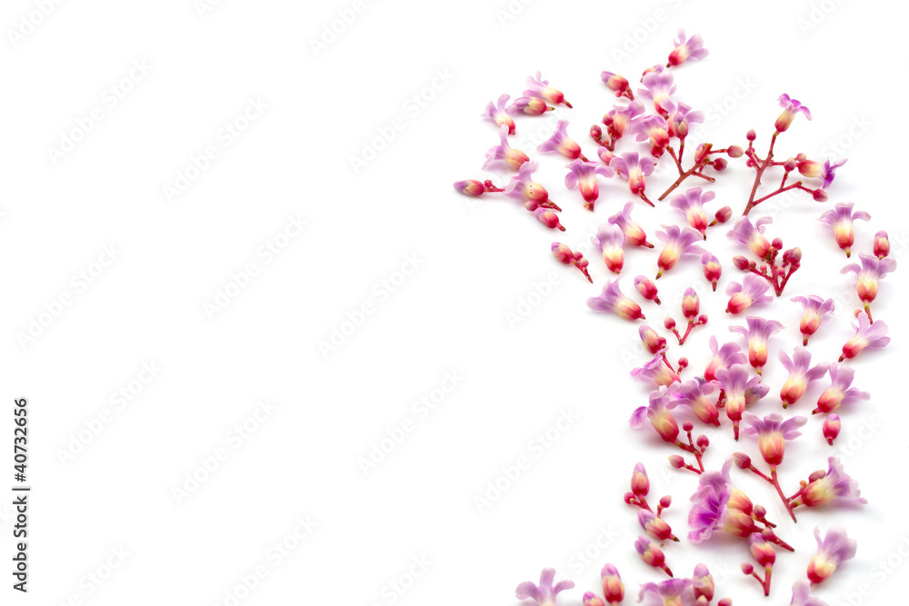 pink flowers on isolated white background