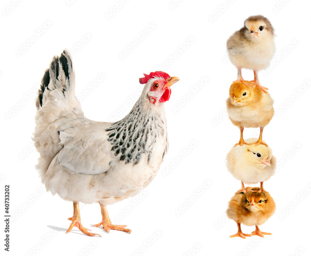 Chicken looks at the chickens, who perform gymnastics trick.