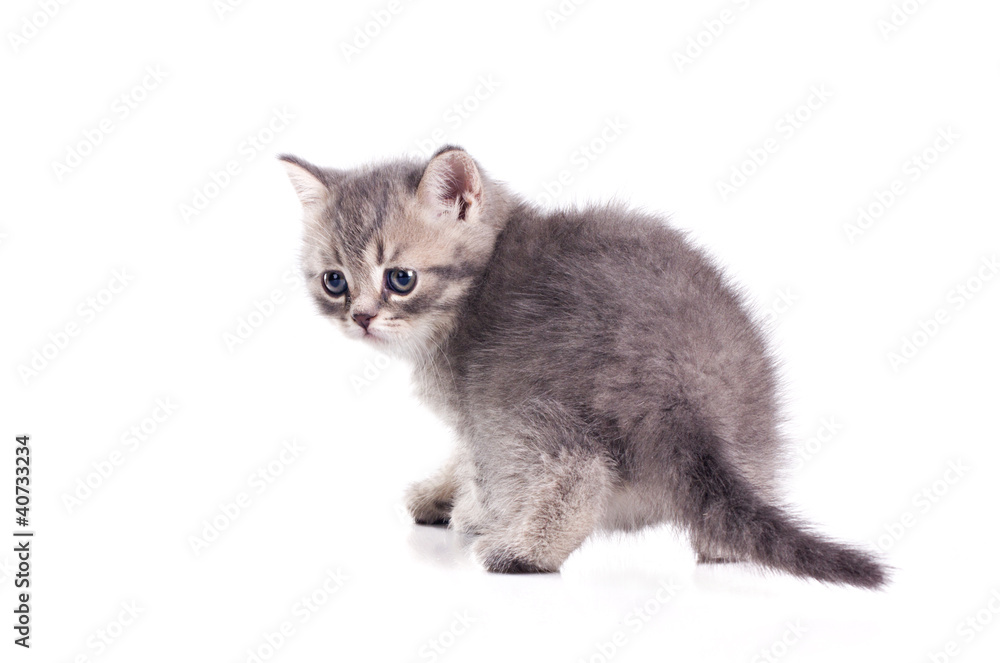 cute little british kitten
