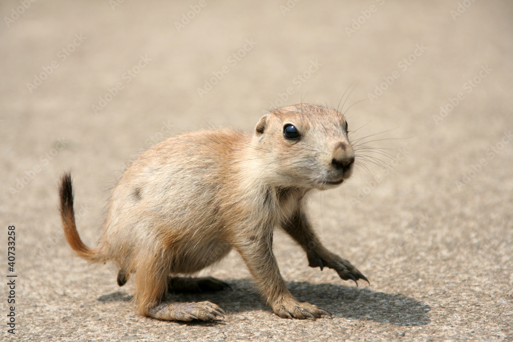 Fototapeta premium プレーリードッグのこども