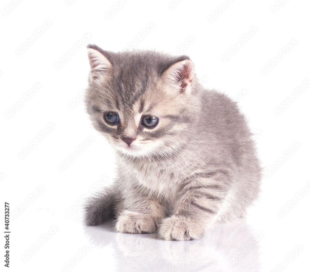 Obraz premium funny little grey kitten