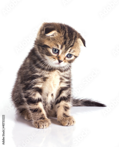 sad little kitten