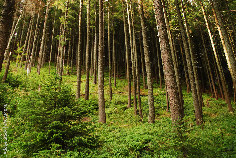 pine forest pine forest