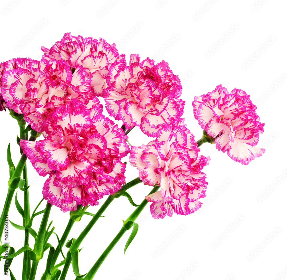Carnation flowers isolated on white
