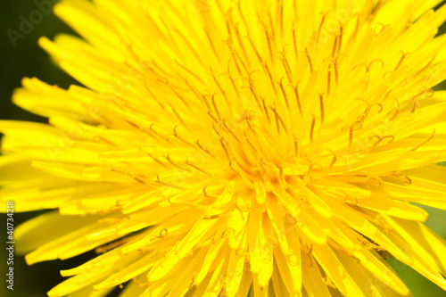 flower dandelion _63