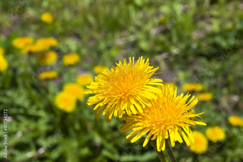 flower dandelion _67